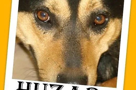 Średni,przyjazny,czujny,wesoły pies HUZAR.Adopcja,