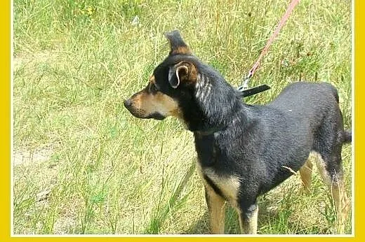 Średni,przyjazny,czujny,wesoły pies HUZAR.Adopcja,