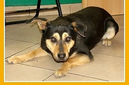 Średni,przyjazny,czujny,wesoły pies HUZAR.Adopcja,