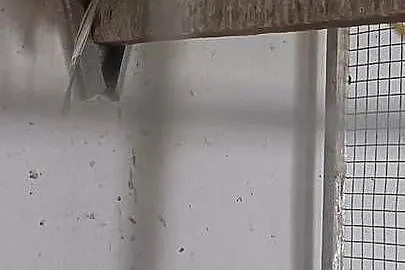 Aleksandretta obrożna dunkel grenn fiolet głowa ogon 2018r samica lęgowa!, Wielkopolskie, Rawicz