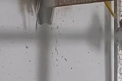 Aleksandretta obrożna dunkel grenn fiolet głowa ogon 2018r samica lęgowa!, Wielkopolskie, Rawicz