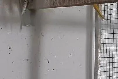 Aleksandretta obrożna dunkel grenn fiolet głowa ogon 2018r samica lęgowa!, Wielkopolskie, Rawicz