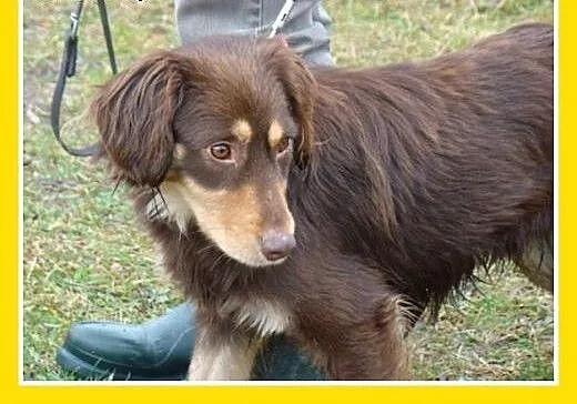Musterlander mix,młody 1 rok,średni 12 kg,łagodny,