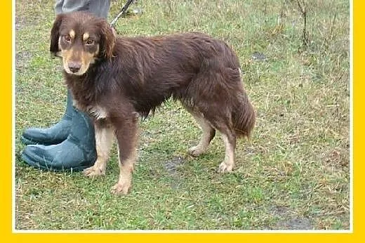 Musterlander mix,młody 1 rok,średni 12 kg,łagodny,