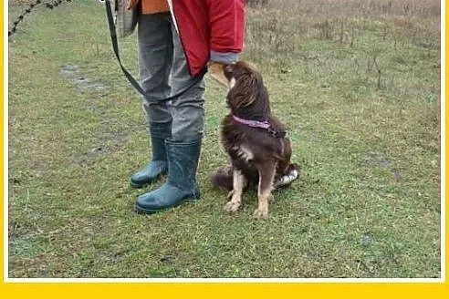 Musterlander mix,młody 1 rok,średni 12 kg,łagodny,