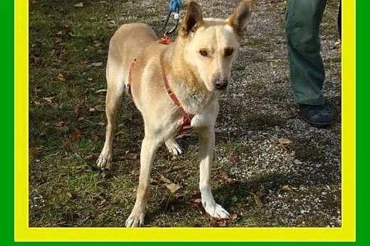 20kg,ruchliwy,wesoły,przytulaśny,młody,łagodny,pie