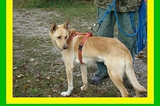 20kg,ruchliwy,wesoły,przytulaśny,młody,łagodny,pie