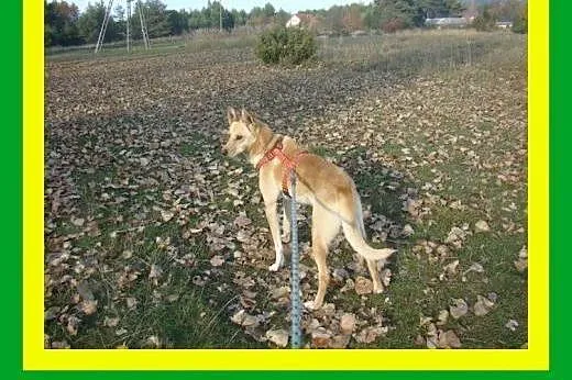 20kg,ruchliwy,wesoły,przytulaśny,młody,łagodny,pie