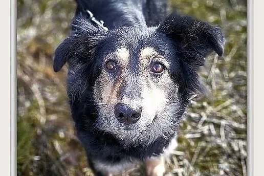 Średnia 14 kg,bardzo łagodna,tulaśna,przyjazna,sterylizowana sunia BULA.Adopcja., Łódzkie, Łódź