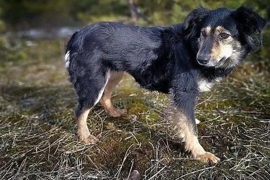 Średnia 14 kg,bardzo łagodna,tulaśna,przyjazna,sterylizowana sunia BULA.Adopcja., Łódzkie, Łódź