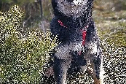 Średnia 14 kg,bardzo łagodna,tulaśna,przyjazna,sterylizowana sunia BULA.Adopcja., Łódzkie, Łódź