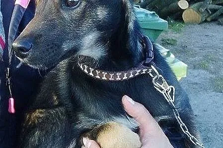 Tina, nieduża suczka szuka wspaniałego domu!