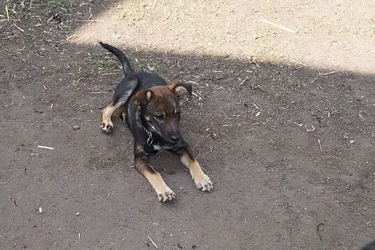 Tina, nieduża suczka szuka wspaniałego domu!