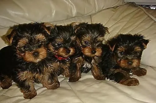 Cute płci męskiej i żeńskiej Yorki szczenięta