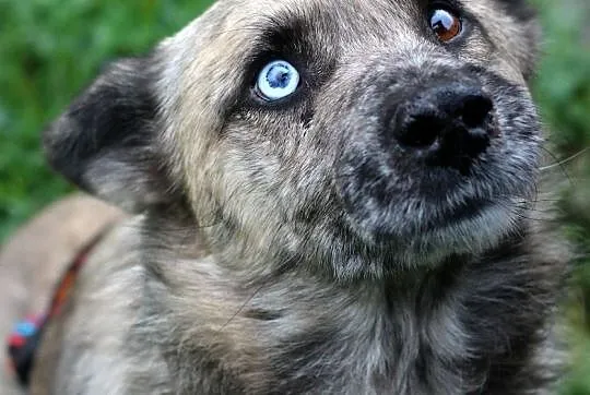 FERO rozgląda się za domkiem, jest naprawdę fajnym ziomkiem!, Mazowieckie, Warszawa