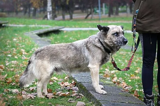 FERO rozgląda się za domkiem, jest naprawdę fajnym ziomkiem!, Mazowieckie, Warszawa