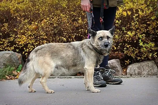 FERO rozgląda się za domkiem, jest naprawdę fajnym ziomkiem!, Mazowieckie, Warszawa