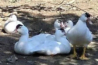 Kaczki, Mazowieckie, Ciepła