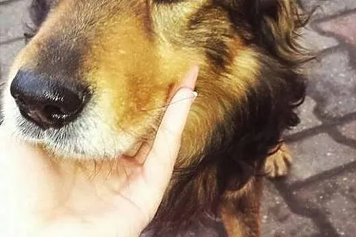 Fuks rodzinny psiak szuka domu,  małopolskie Krakó
