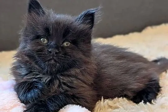 Kocięta Maine Coon z hodowli FIFe FPL – rodowód, piękne i zdrowe!, Dolnośląskie, Wrocław