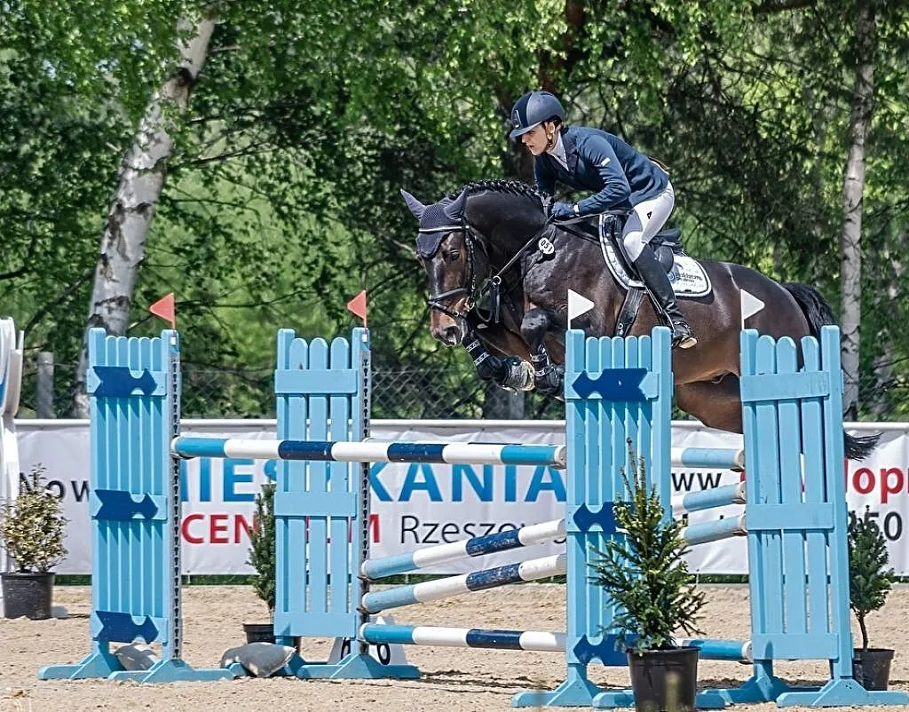 Maximus, wałach, 8 lat, koń sportowy, Małopolskie, Kraków