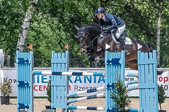 Maximus, wałach, 8 lat, koń sportowy, Małopolskie, Kraków