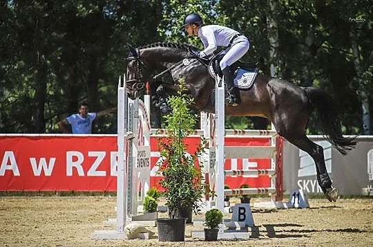 Maximus, wałach, 8 lat, koń sportowy, Małopolskie, Kraków