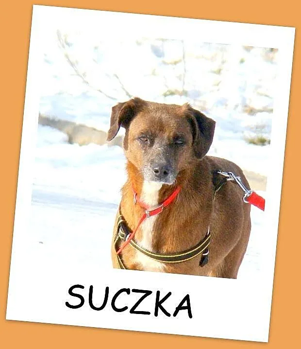 MAŁPKA średnia czekoladowa sunia, przyjazna, nieśm