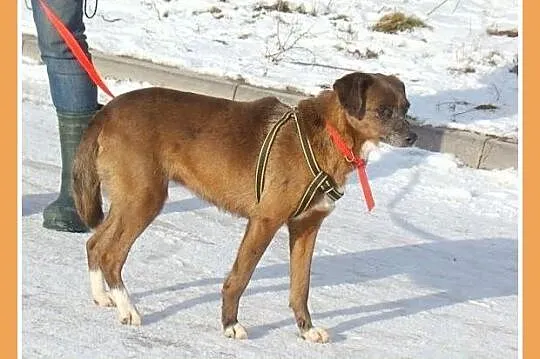 MAŁPKA średnia czekoladowa sunia, przyjazna, nieśm