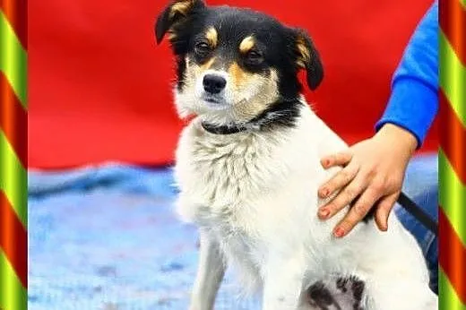 Maleńka 5 kg suczka,delikatna,spokojna do ADOPCJI.,  małopolskie Kraków
