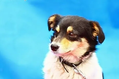 Maleńka 5 kg suczka,delikatna,spokojna do ADOPCJI.