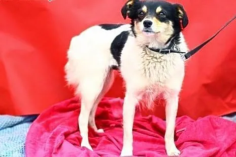 Maleńka 5 kg suczka,delikatna,spokojna do ADOPCJI.
