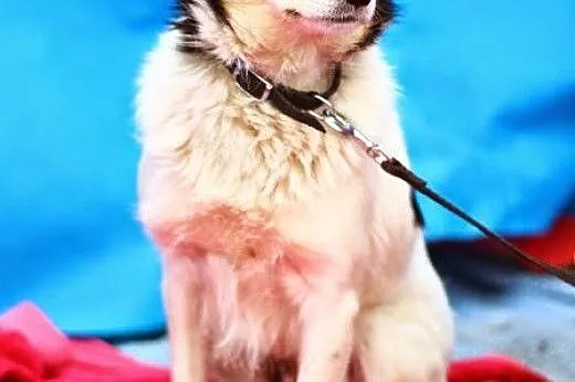 Maleńka 5 kg suczka,delikatna,spokojna do ADOPCJI.