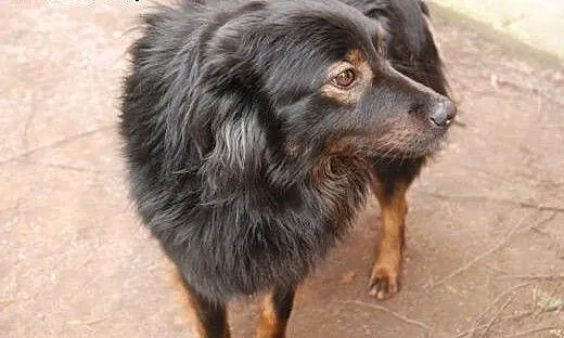OTIS pilnie szuka domu! Adoptuj!, mazowieckie War