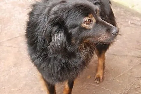 OTIS pilnie szuka domu! Adoptuj!,  mazowieckie War