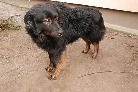 OTIS pilnie szuka domu! Adoptuj!,  mazowieckie War
