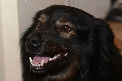 OTIS pilnie szuka domu! Adoptuj!,  mazowieckie War