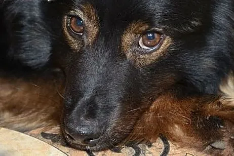 OTIS pilnie szuka domu! Adoptuj!,  mazowieckie War