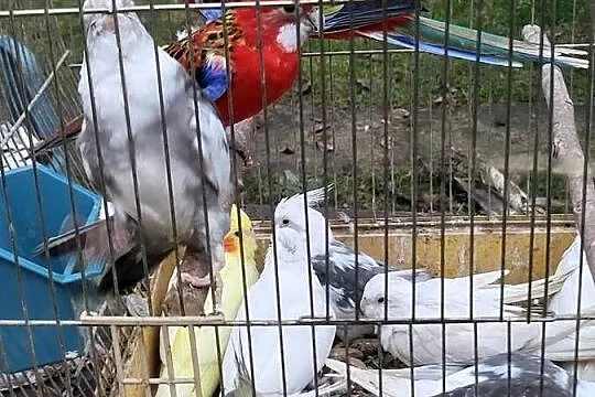Rozrabia białolice para lęgowa