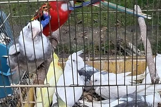 Rozrabia białolice para lęgowa, Dolnośląskie, Wrocław