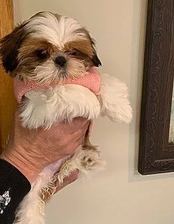 Piękny piesek SHIH TZU, Mazowieckie, Warszawa