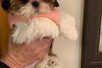 Piękny piesek SHIH TZU, Mazowieckie, Warszawa