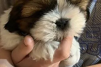Piękny piesek SHIH TZU, Mazowieckie, Warszawa