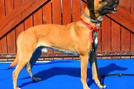 Roki - młody, energiczny super psiak do adopcji,  