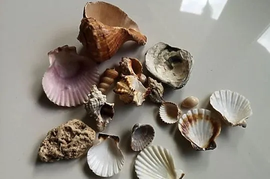 muszle morskie 17 sztuk akwarystyka ozdoba