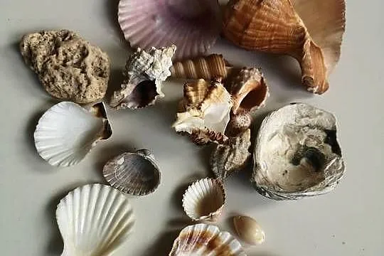 muszle morskie 17 sztuk akwarystyka ozdoba, Kujawsko-pomorskie, Toruń