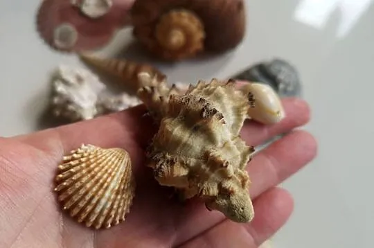 muszle morskie 17 sztuk akwarystyka ozdoba, Kujawsko-pomorskie, Toruń