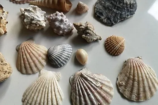 muszle morskie 17 sztuk akwarystyka ozdoba, Kujawsko-pomorskie, Toruń