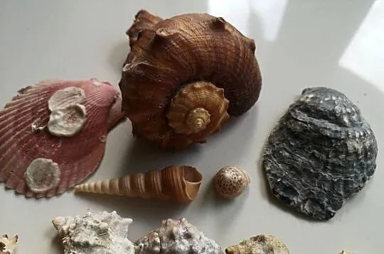muszle morskie 17 sztuk akwarystyka ozdoba, Kujawsko-pomorskie, Toruń
