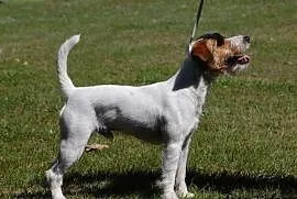 Parson Russell Terrier - reproduktor, Strzebiń